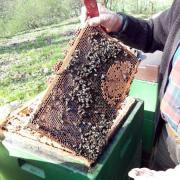 Bienen Scheune Neuhaus