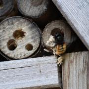 bienenhotel.jpg