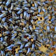 Bienen auf Wabe