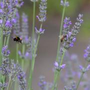 Lavendel